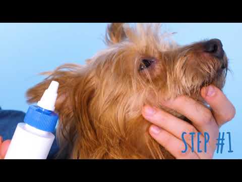 YouTube video about: How to get water out of dogs ear?