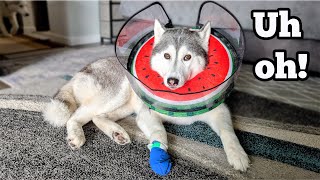 My Husky Hurt Her Paw! Time for a Vet Visit!