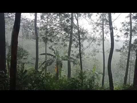 Kabut tebal dan hujan angin di hutan..! Bikin merinding