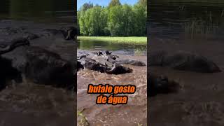 O ANIMAL QUE DESTRUIU A POROROCA DO RICHARD RASMUSSEN #richardrasmussen #búfalo #pororoca