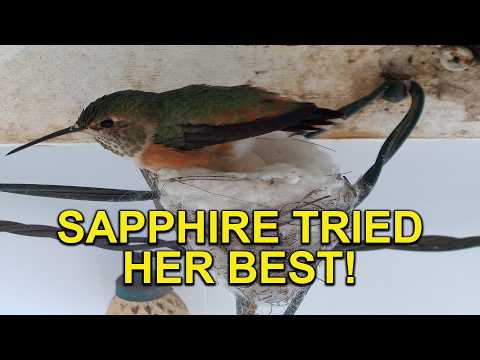 Mother Allen's Hummingbird SAPPHIRE Continuing Story