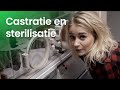 Wat gebeurt er bij het castreren en steriliseren van dieren?