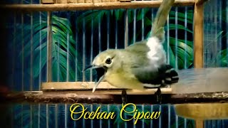 Download lagu Pancingan sirtu terbaik sepanjang masa,ampuh bikin emosi lawan mp3 Download lagu Pancingan sirtu terbaik sepanjang masa,ampuh bikin emosi lawan mp3