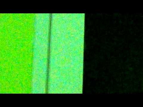 FİSHCHER CENNET PAPAĞANIM