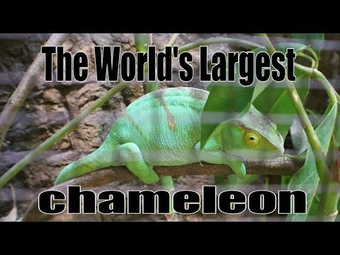 image-What is the largest breed of chameleon?