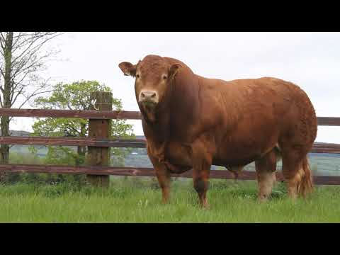 Limousin bulls SEMEN TESTED VET CHECKED - Image 2