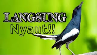 Download lagu Terapi Kacer ngeplong santai ini bikin lawan cepat bunyi langsung nyaut gacor! mp3