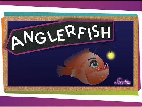 image-What adaptations do angelfish have?