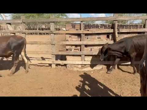  103 Novilhotes para Reposição: 2.800 reais cada Santa Luzia/ Paraíba. Whatsapp 84 99810 2784*#gado 