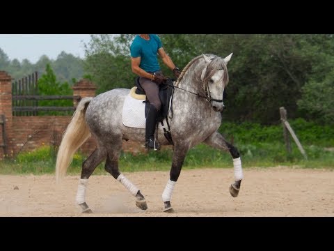 Lusitano horse for sale - 5 yo