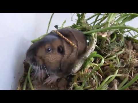 GO-Pher It! - Ep. 01 - Saving a Gopher and Digging of the First Tunnel