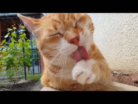 Cat Cleaning Itself (Close Up)