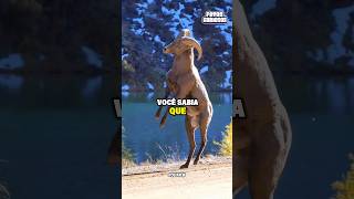 ESSE É O TRISTE FIM DAS CABRAS SELVAGENS NA NATUREZA 🥲