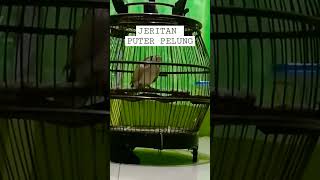 Download lagu Puter Pelung Menjerit-jerit Seperti Kuntilanak #puterpelung mp3 Download lagu Puter Pelung Menjerit-jerit Seperti Kuntilanak #puterpelung mp3