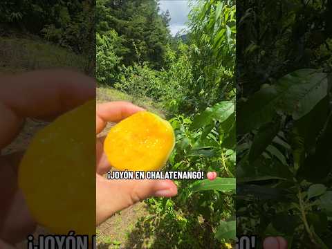​¡De turismo en Chalatenango! 🇸🇻 Festival del Melocotón en Río Chiquito y el Rincón de las Fresas 🍑🍓