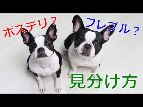 フレンチブルドッグのオスとメスの違い