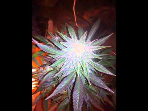 La Da Boomman ft Mo Pain - Bad Bitches