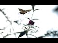 The Beautiful View Butterfly WhatsApp Status Instagram Story Facebook