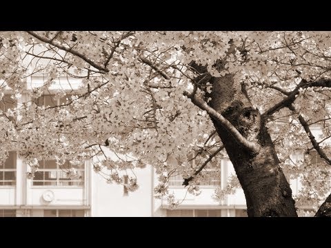 SAKURA - いきものがかり（フル） Video