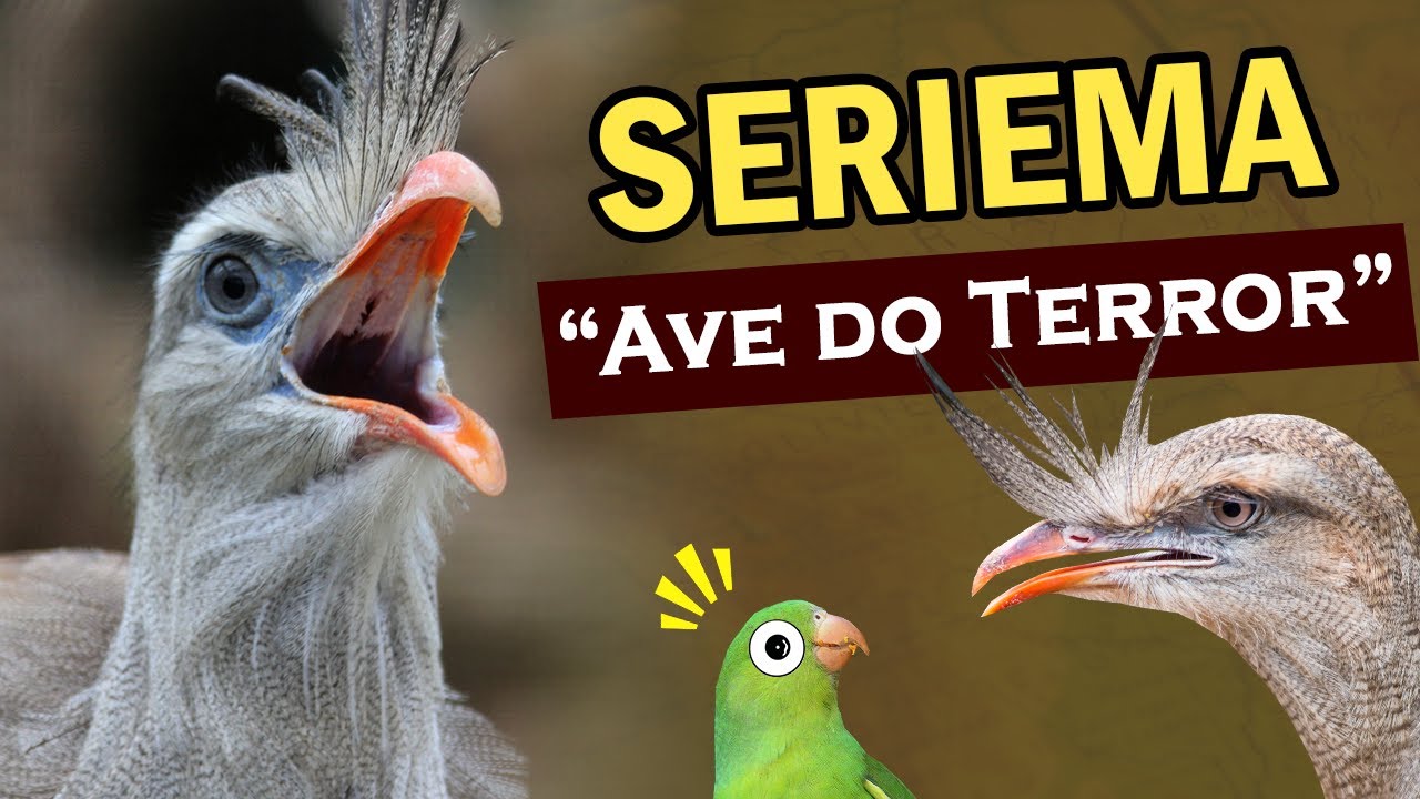 TUDO SOBRE A SERIEMA, ave de CANTO PODEROSO | O que ela come? Ela ataca pássaros? | Cariama cristata
