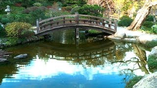 Zen Garden - Winter Reflection ( & Floating Ginkgo Leaves) Long Version