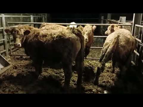 Saler x ch heifers - Image 2