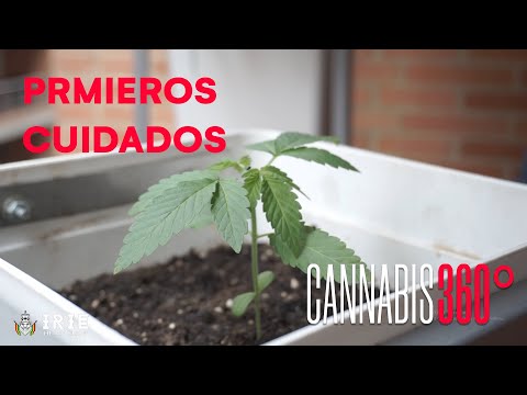 , title : '¡Consejos de Expertos para Cuidar tu Planta de Cannabis en el Primer Mes!'