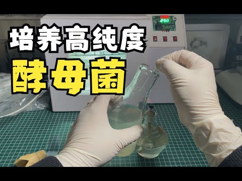如何培养出实验室级别的高纯度酵母菌？How to cultivate high-purity yeast at the laboratory level?