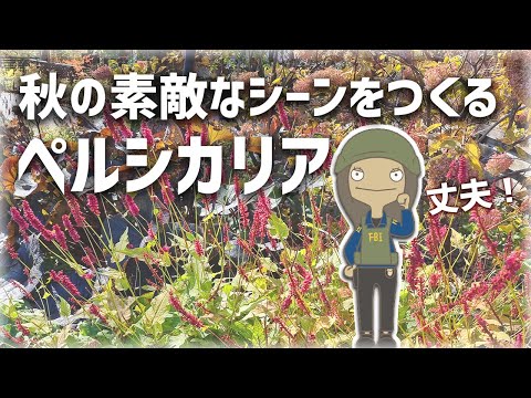 カエサルピニア・プルケリマ