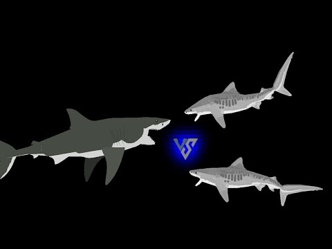 Great White Shark VS 2 Tiger Sharks