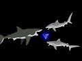 Great White Shark VS 2 Tiger Sharks