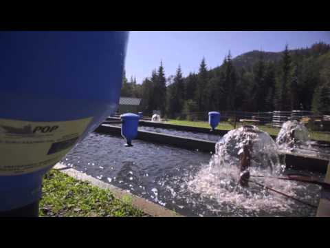 Pastravaria Rastolita