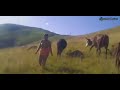 Approaching The Girl In Zulu Culture Ukumiswa Kwentombi