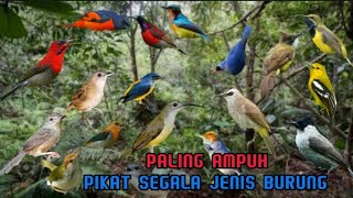 Download lagu SUARA PIKAT SEMUA JENIS BURUNG PALING AMPUH TERBARU. mp3