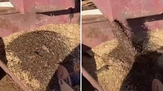 video: Rodent army ‘marching on Sydney’ as farmers fight to stop mice invading their land and even their beds