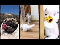 Funny Pets Try Not To Laugh Funanimals Ep 3756