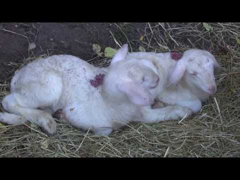 AGNELLINI ALLA FIERA DELLA PECORA SAMBUCANA A VINADIO (CN)  27 - 10 - 2013.