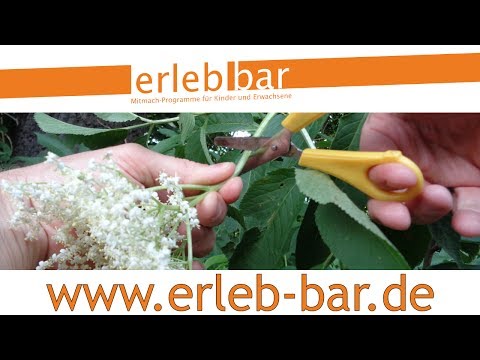 Kleines ABC der Erntehilfen – Holunderblüten ernten