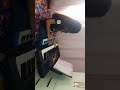 Tocando Alvo Mais Que A Neve No Teclado E Na Escaleta