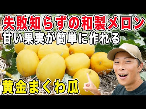 園芸 ケニアキュウリ、メツロン、キワノ、角キュウリ、角メロン