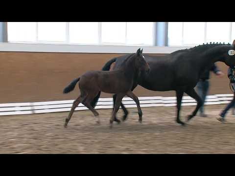 Stf v For Romance II x Rohdiamant x Le Coeur 2017