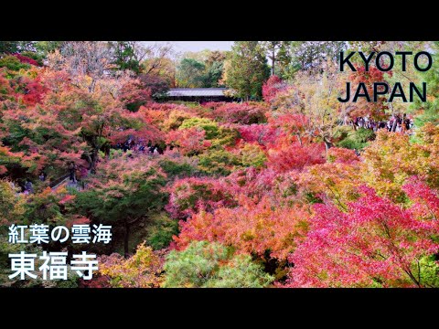 【JAPAN TRAVEL：KYOTO】TOFUKU-JI TEMPLE　Walking in Kyoto in autumn