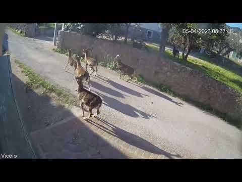 Mufloni scorrazzano per le vie di Marciana Marina - ore 8,37 del 5 aprile 2023