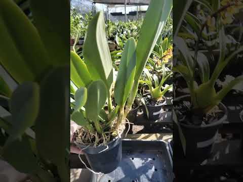 ZAP 11940050033 pedido de Ilma de Goiás @Mais Orquídeas #flores #orquideas #plantas