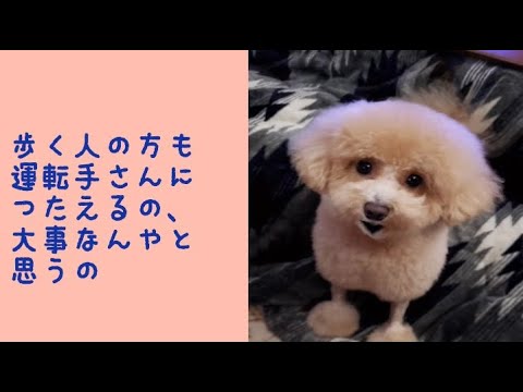 ワンワンU・x・Uお悩み相談室5️⃣2️⃣〜福井市「アリアちゃん」#横断歩道を渡る時は渡りたいと意思表示すると安全に渡れます