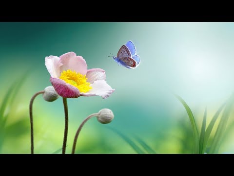 20 Minutes Meditation Music, Instant Peace Calm Down, HEALING Relaxing Music | REMOVE ANXIETY ★ 73