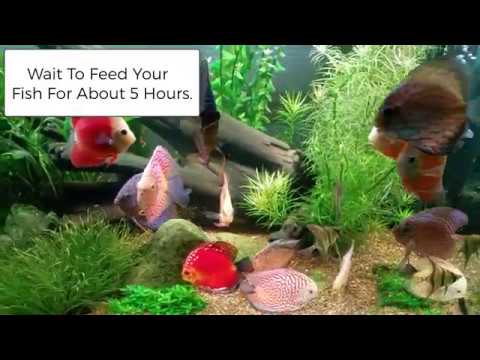 Acclimating Tropical Fish From Wattley Discus