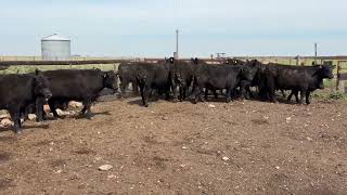 26 Novillitos de 325 kg - Vittori Ercazti - Plaza Ganadera