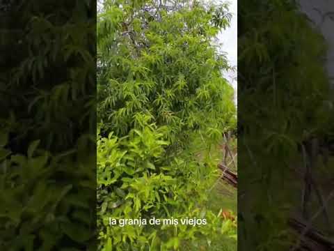 la granja de mis padres en Aristobulo del valle Misiones Argentina🫶😎