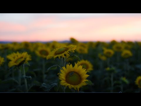 365 DAYS IN DAISEN   ～僕らの町へ～ … 鳥取県大山町